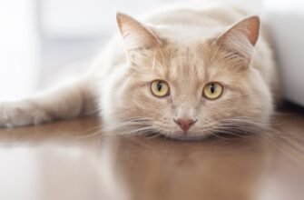 Воші в котів