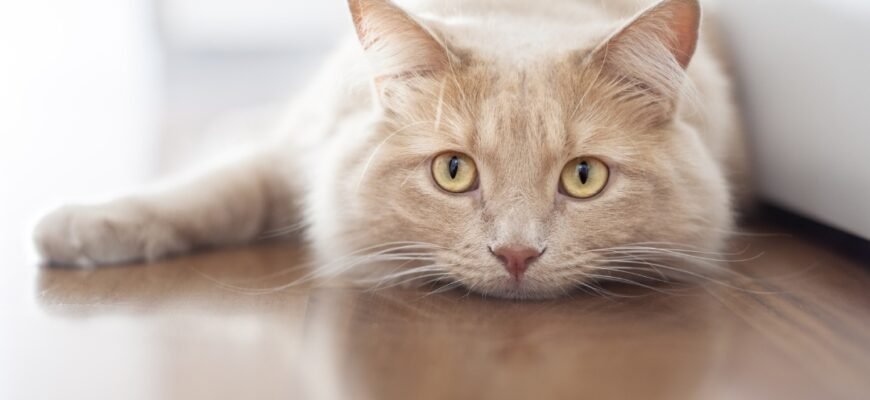 Воші в котів