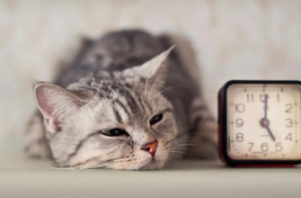 Чому кіт сумний: ознаки котячої нудьги