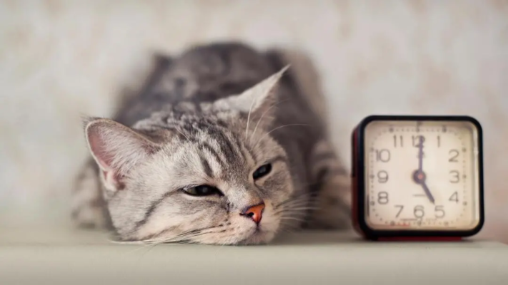 Чому кіт сумний: ознаки котячої нудьги