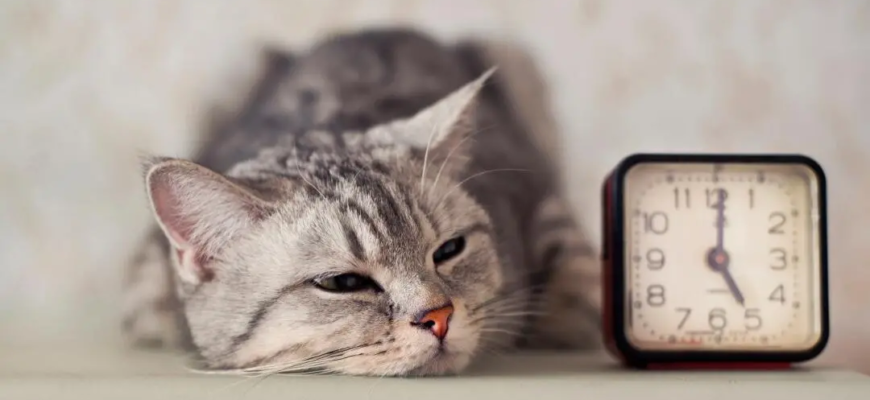 Чому кіт сумний: ознаки котячої нудьги