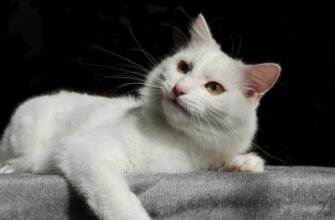 Стрес у котів: причини, симптоми та способи подолання