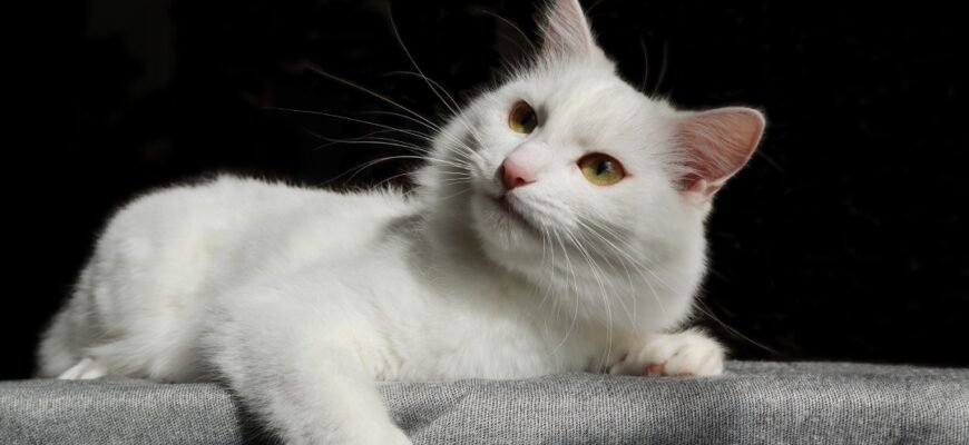 Стрес у котів: причини, симптоми та способи подолання