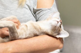 Чому коти муркочуть?