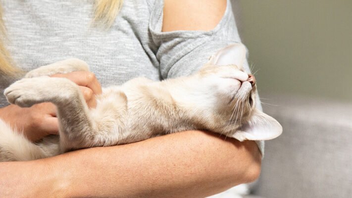 Чому коти муркочуть?