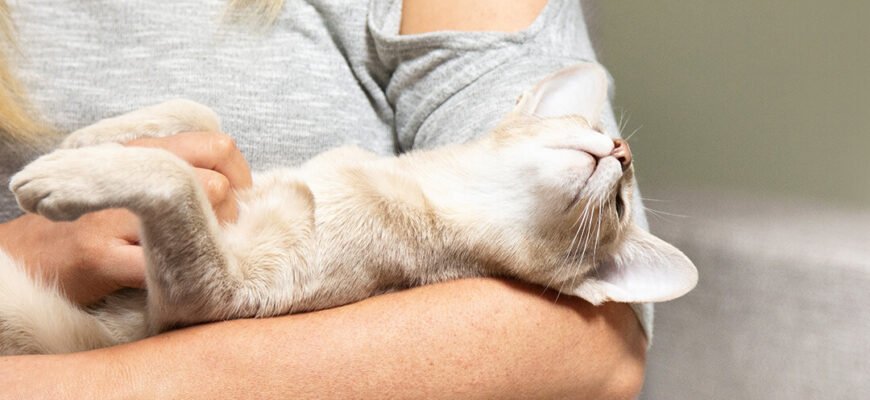 Чому коти муркочуть?