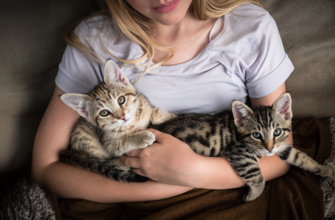 Чим годувати кошеня: поради та рекомендації