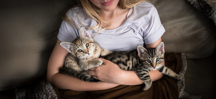 Чим годувати кошеня: поради та рекомендації