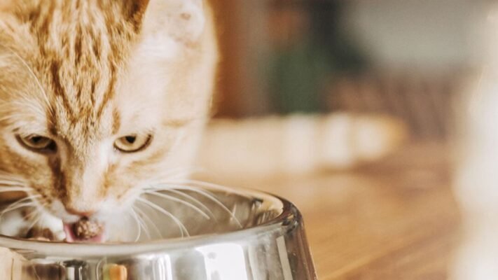 Спеціальні дієти для котів Спеціальні дієти для котів