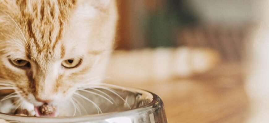 Спеціальні дієти для котів