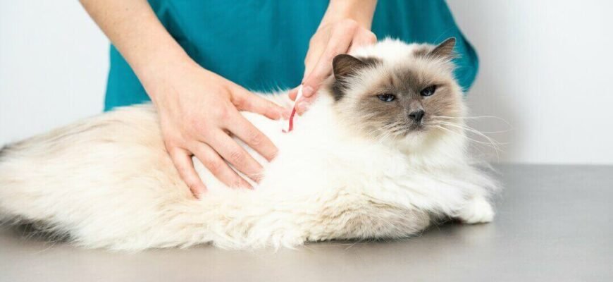 Кліщі у котів: інструкція з безпечного видалення та захисту улюбленця Кліщі у котів: інструкція з безпечного видалення та захисту улюбленця