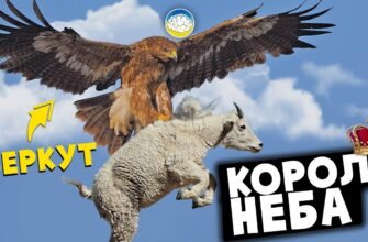 Чому орел літає так високо і так впевнено? Тому що вся його сила — у крилах