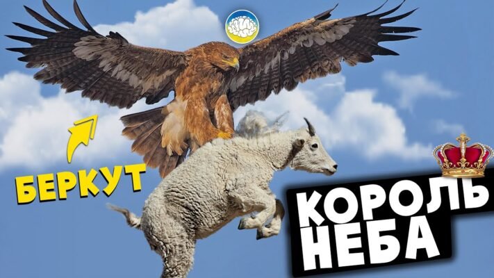 Чому орел літає так високо і так впевнено? Тому що вся його сила — у крилах