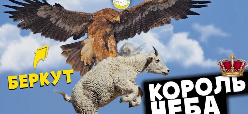 Чому орел літає так високо і так впевнено? Тому що вся його сила — у крилах