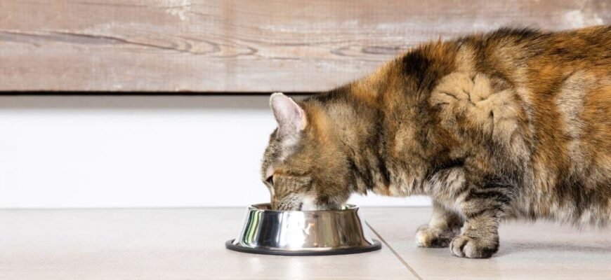 Як вибрати тарілку для кота