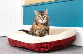 Ліжко для кота: як обрати?