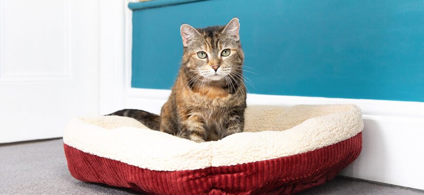 Ліжко для кота: як обрати?