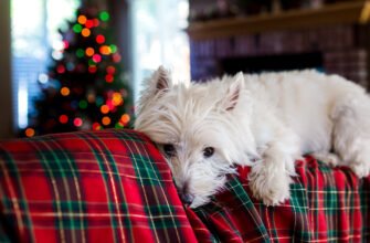 Безпечні новорічні свята для собаки
