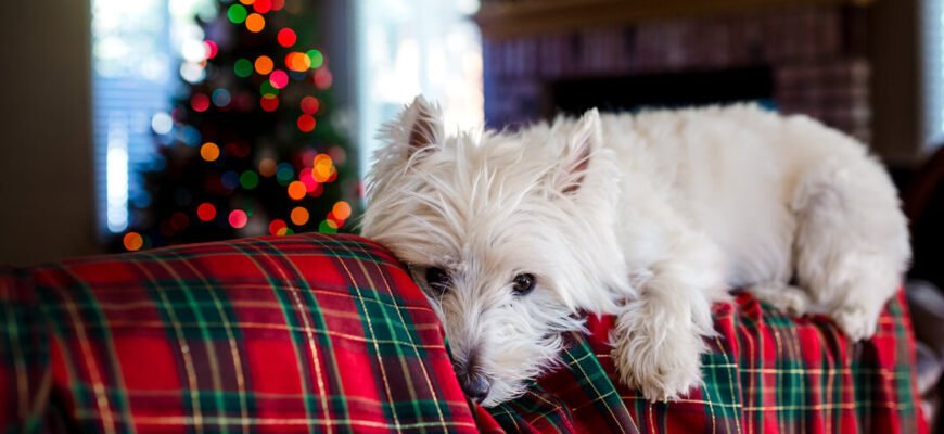 Безпечні новорічні свята для собаки