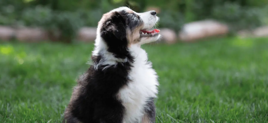 Поширені проблеми у цуценят: поради для нових власників