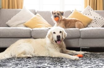 Чому собака їсть кал?