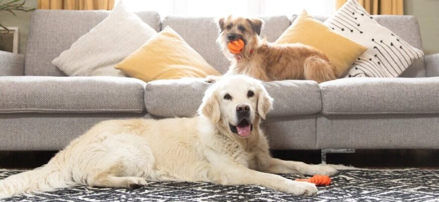 Чому собака їсть кал?