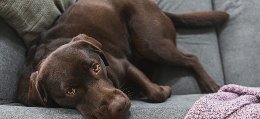 Синдром Кушинга у собак