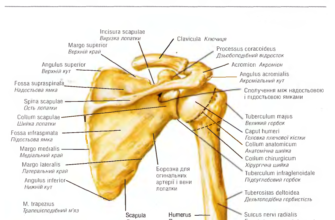 Лопатка: Анатомічна Будова та Функції у Людському Організмі