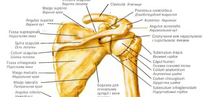 Лопатка: Анатомічна Будова та Функції у Людському Організмі