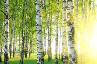 Все про берези: Особливості, догляд і значення для екосистеми