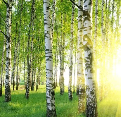 Все про берези: Особливості, догляд і значення для екосистеми