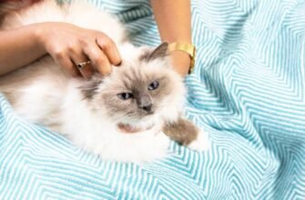 Цукровий діабет у котів: симптоми, лікування та шанс на ремісію