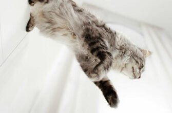 Чи завжди кішки приземляються на лапи?