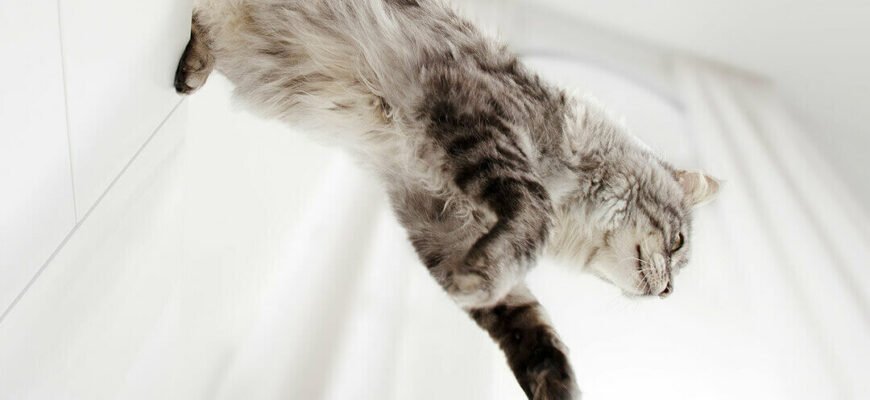 Чи завжди кішки приземляються на лапи?