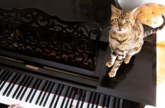 Чи люблять коти музику?