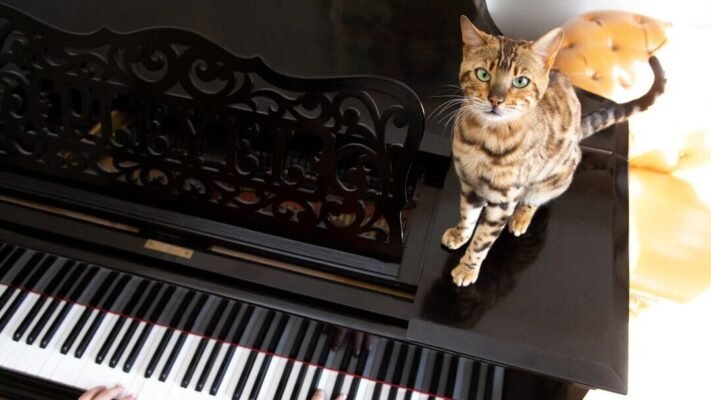 Чи люблять коти музику? Чи люблять коти музику?