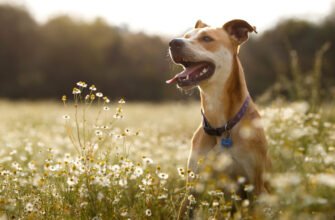 Алергія у собак: чому тварина чухається та як їй допомогти
