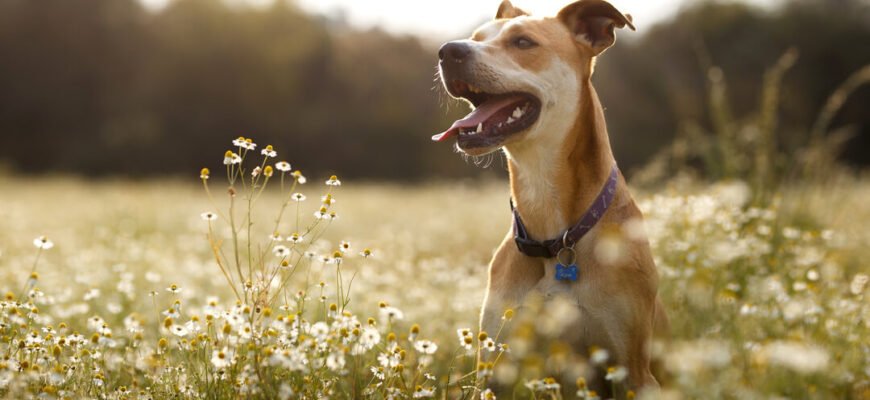 Алергія у собак: чому тварина чухається та як їй допомогти