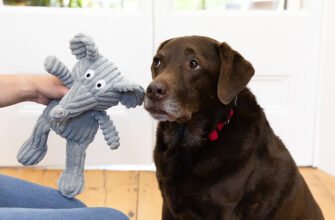 Артрит у собак