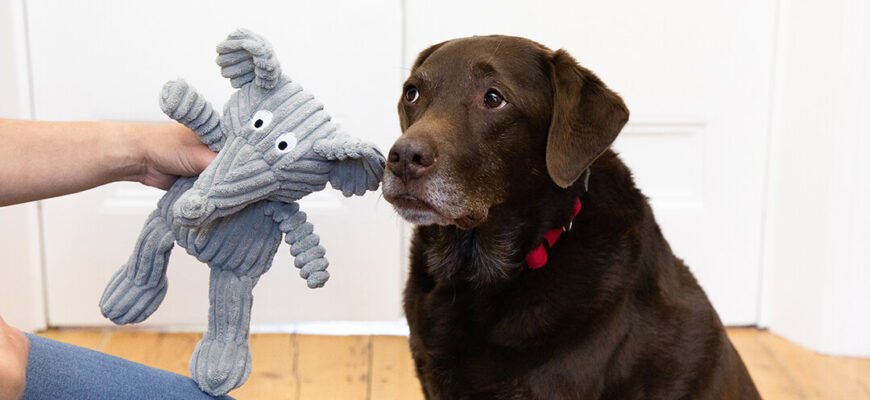 Артрит у собак