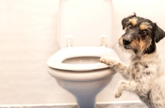 Запор у собаки: усе, що вам потрібно знати