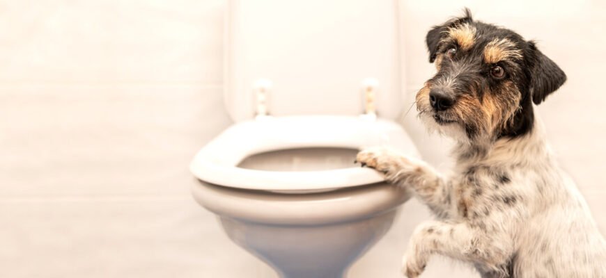 Запор у собаки: усе, що вам потрібно знати