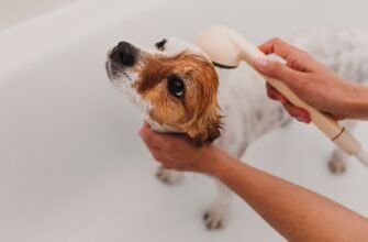 Себорея у собаки: чому з'являється лупа та як повернути шерсті здоровий вигляд