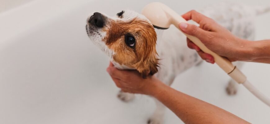Себорея у собаки: чому з'являється лупа та як повернути шерсті здоровий вигляд