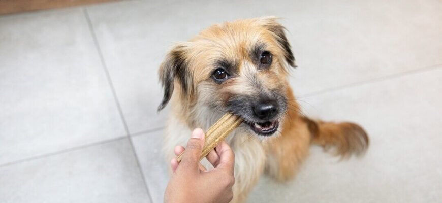 Як розпізнати проблеми з ротовою порожниною у собаки