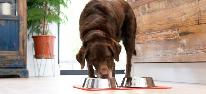 Чому собака не хоче їсти: причини, тривожні симптоми та дії власника