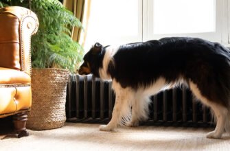 Вагітність та пологи у собак: повний гід для власника