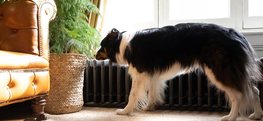 Вагітність та пологи у собак: повний гід для власника