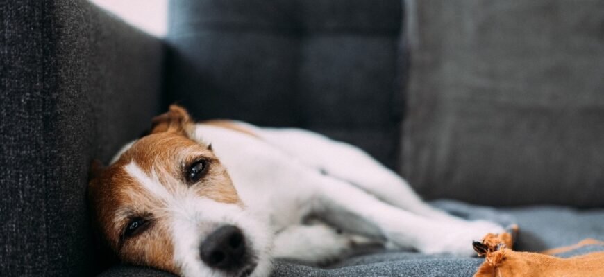 Рак шкіри у собак: симптоми та лікування