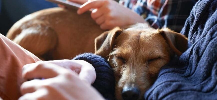 Як часто тічка в собак?